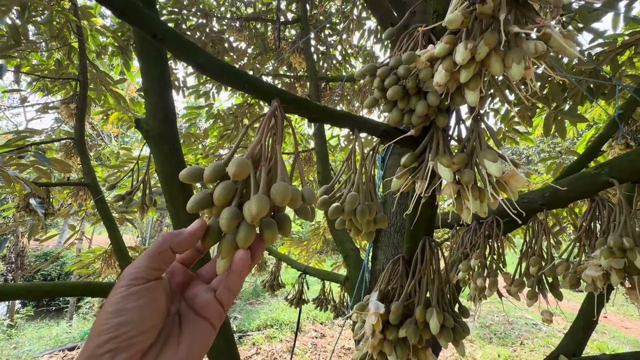 Thăm vườn sầu riêng đang xổ nhuỵ sau trận mưa , 3 ngày sau có gì khác 