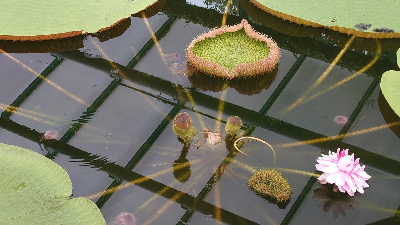 Botanical Garden in Liberec North Bohemia