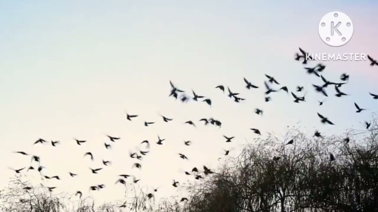 Birds Flying Out Of Trees Used In Movies