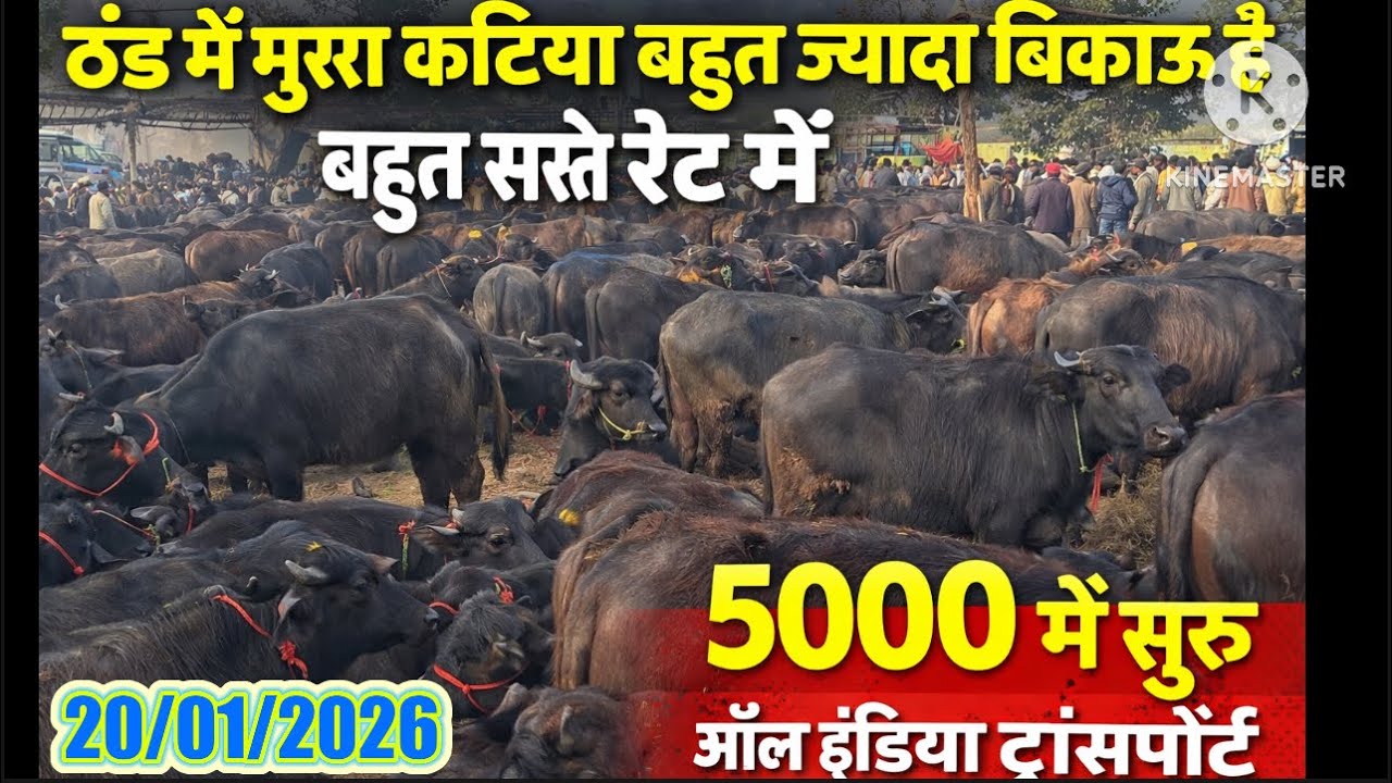 ठंड में मुर्रा कटिया पाड़ी इस मंडी में बहुत सस्ते में बिकाऊ |murrah calf sell#murrah#padi#pashumandi