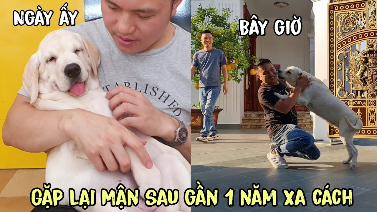 Giây phút gặp lại cún con Mận sau gần 1 năm xa cách, Mận về Hà Nội cùng anh Cá Rô nhá!