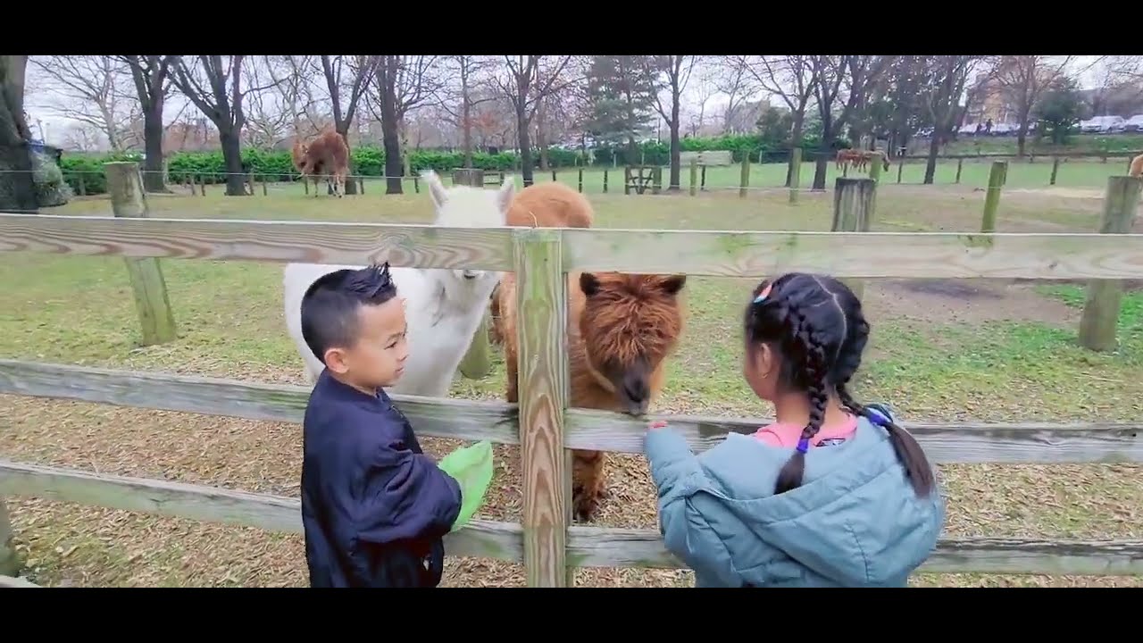 Queens Zoo NYC Part 1 ||@Sashaworld #queenszoo #nyc