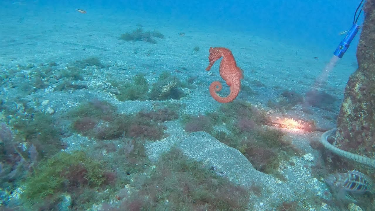 Buceo con caballitos de mar