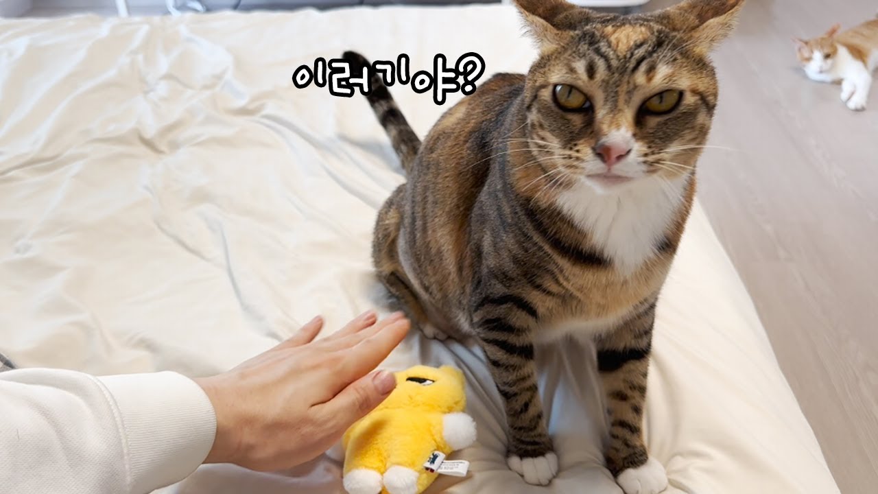 인형을 예뻐했더니 질투 폭발한 고양이들 반응