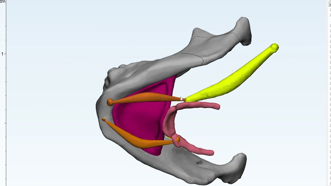Submandibular Space