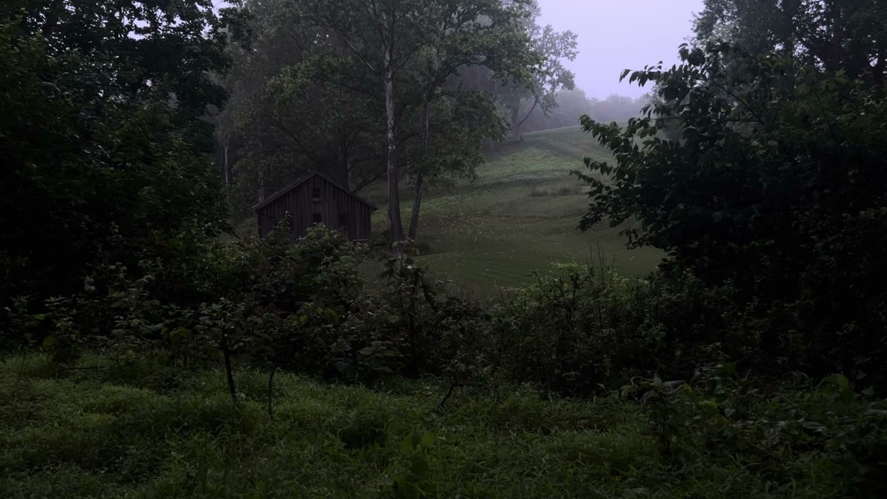 Ambience - Metasoma