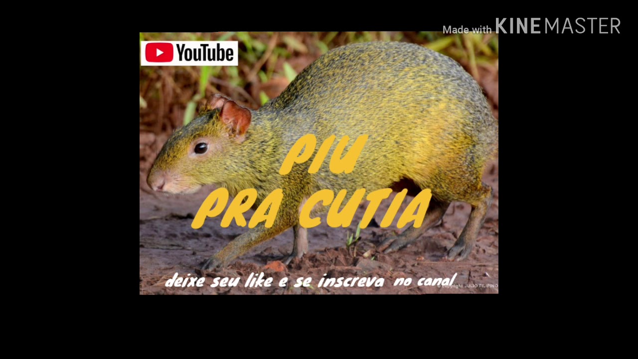 Piu para atrair Cutia muito simples!