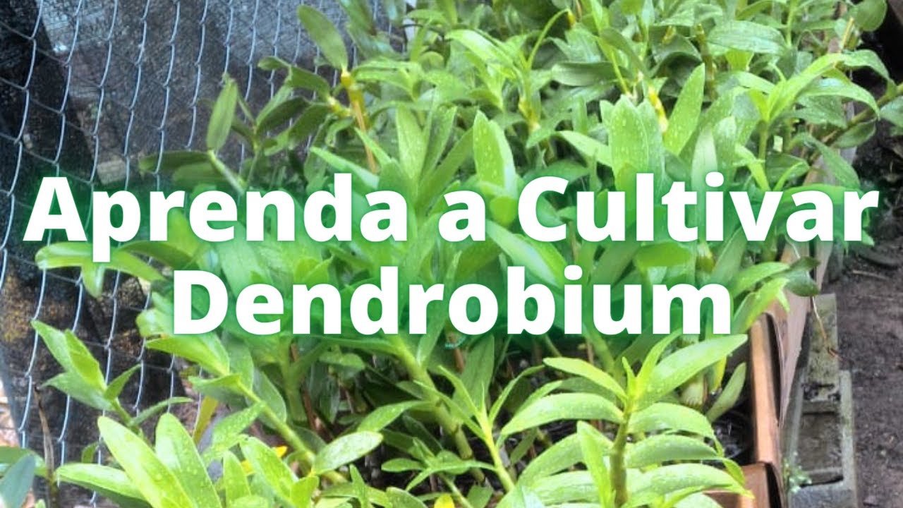 Aprenda a Cultivar Dendrobium Nobile! Passo a Passo