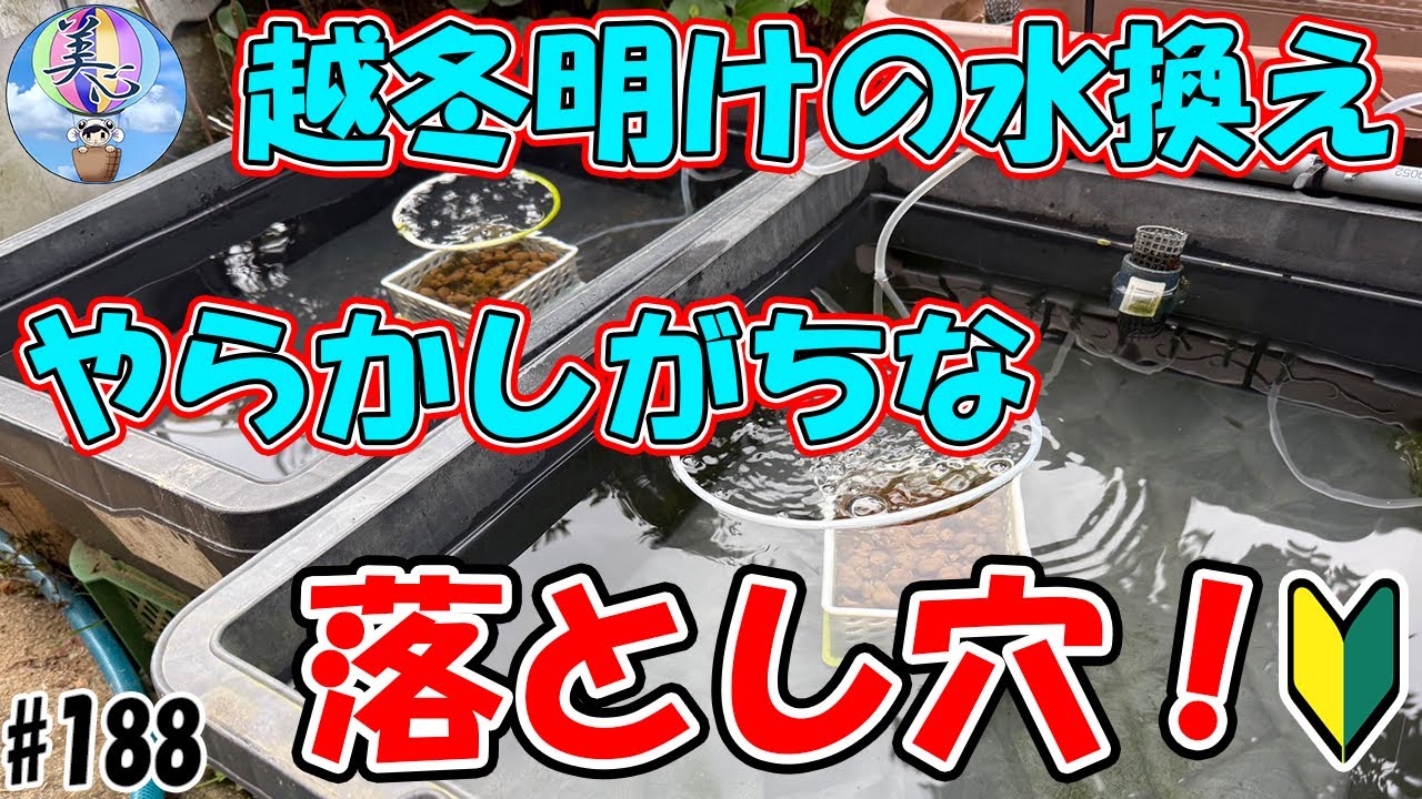 越冬明けの水換え、やらかしがちな落とし穴！【失敗例と正しい水換え方法】＃１８８ ～美心めだか～
