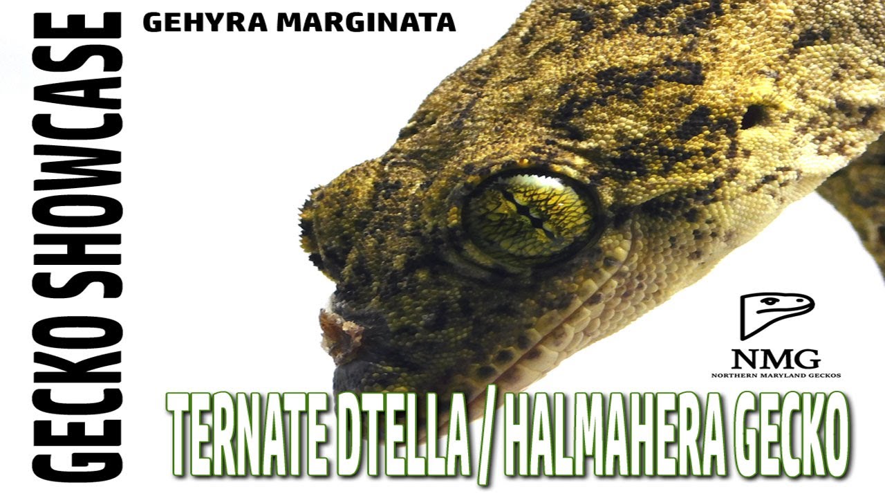 Gecko Showcase: Ternate Dtella / Halmahera Gecko