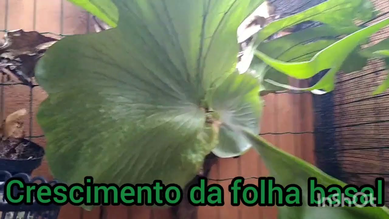 Platycerium Superboom, desenvolvimento da folha basal; semeadura de esporos e replantes de mudas.