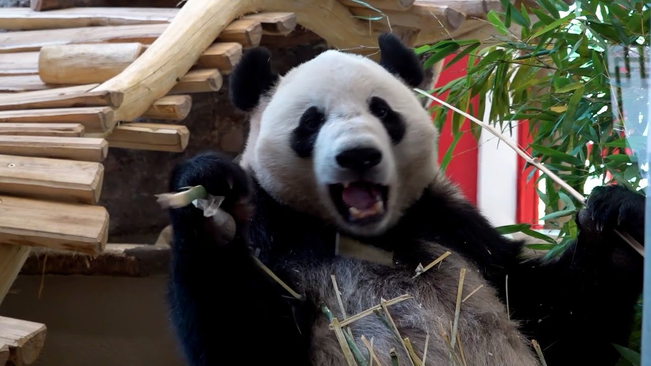 Junge Pandas jetzt in Wien angekommen!  Tiergarten Schönbrunn