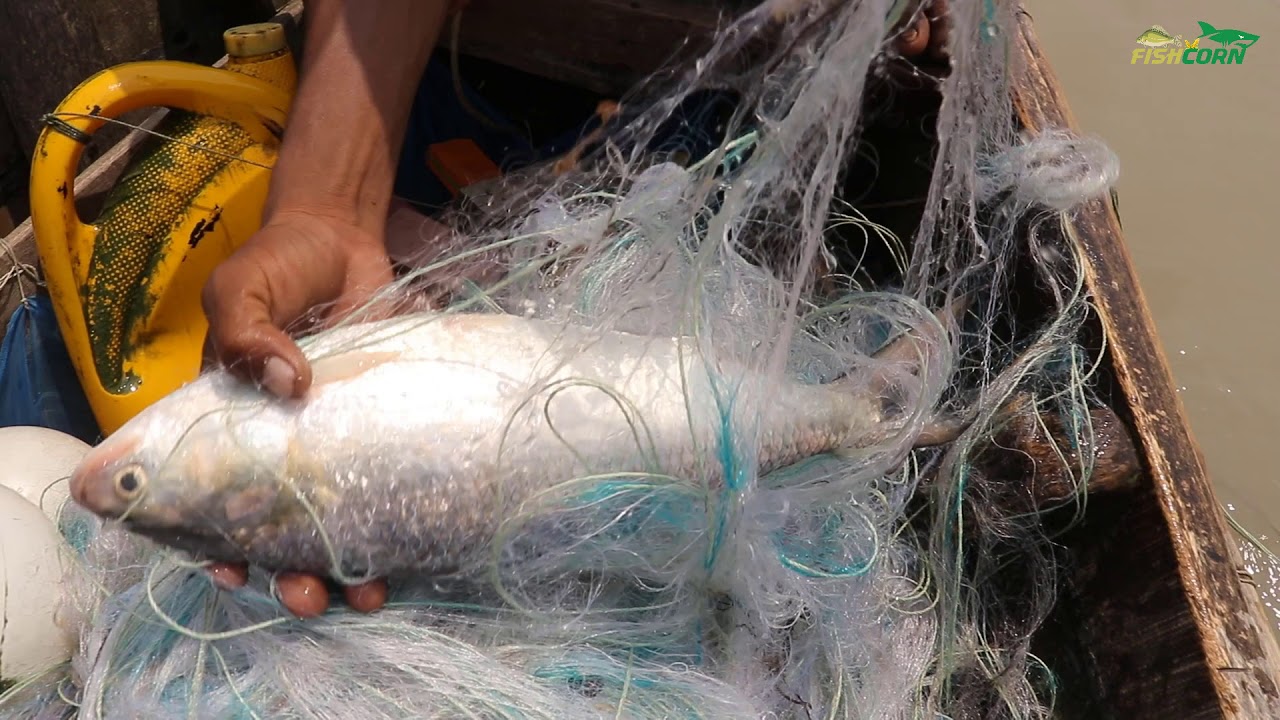 Bangladeshi Fish Hilsa Fish Live Catching in Payra River Ilish Fish Catching | Fish Con