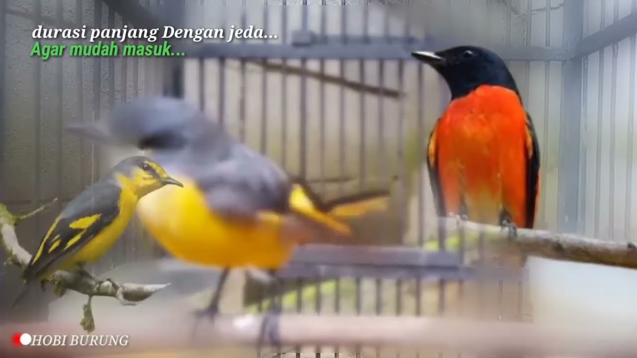 Masteran burung mantenan besar ada tembakan muray batu nya
