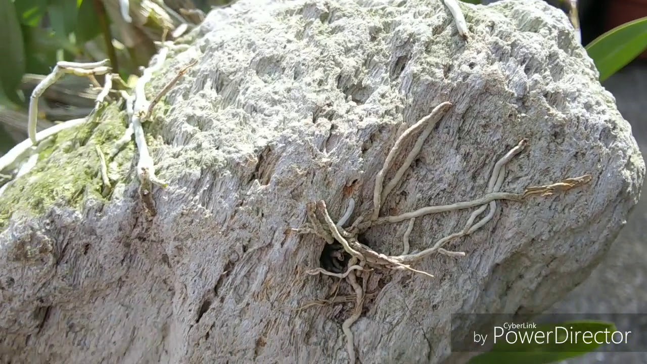 мои Дендробиумы кинга.Dendrobium kingianum.デンドロビウム・キンギアナム