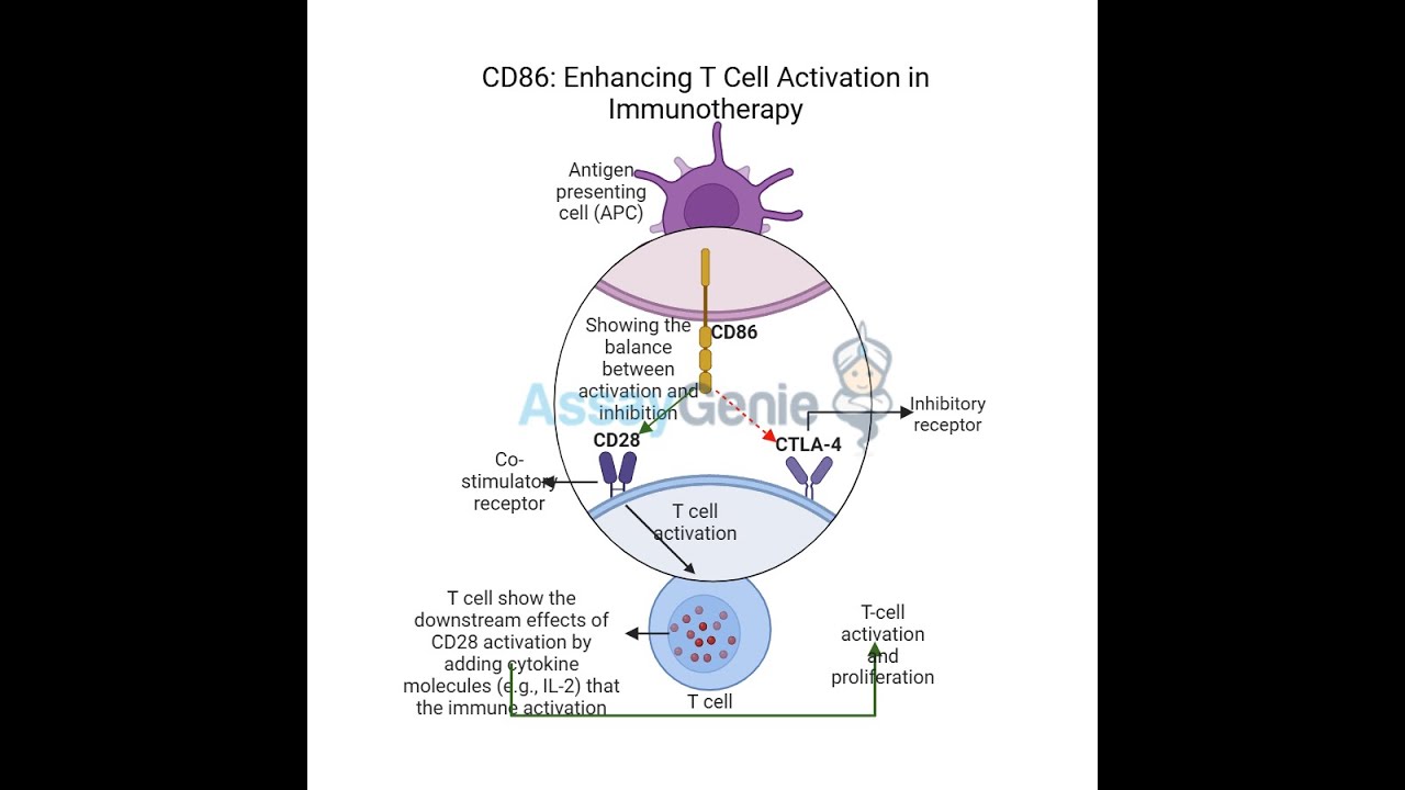 CD86 Enhancing T Cell Activation in Immunotherapy