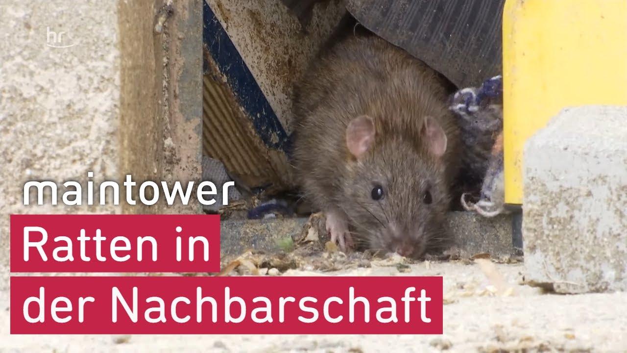 Rattenplage in der Wetterau: Nachbarn nervt die Tierliebe von Hans Helmut | maintower