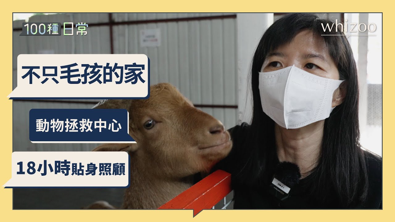 不只毛孩的家 170隻被遺棄動物的收容所｜領養不棄養 收留流浪動物  義工熱心幫忙｜100種日常