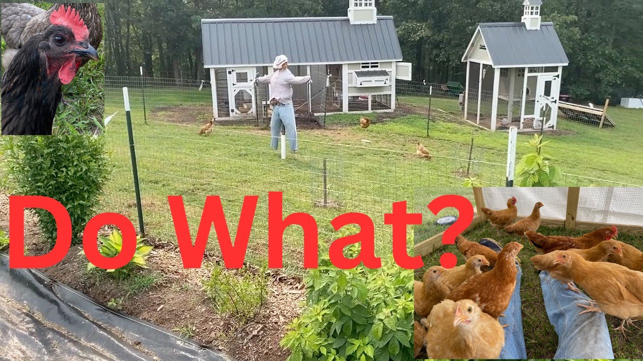 We do WHAT with our Chickens?