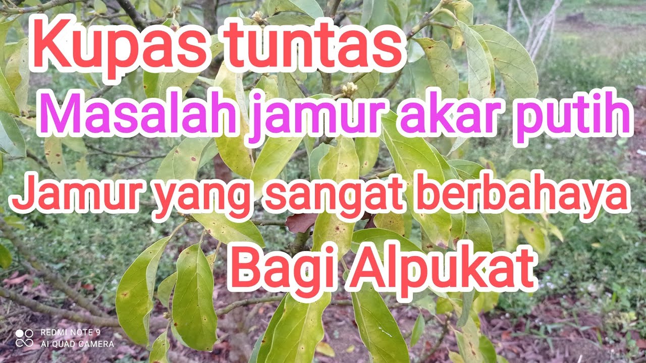Jamur akar putih ( jamur yang sangat mematikan bagi tanaman alpukat)