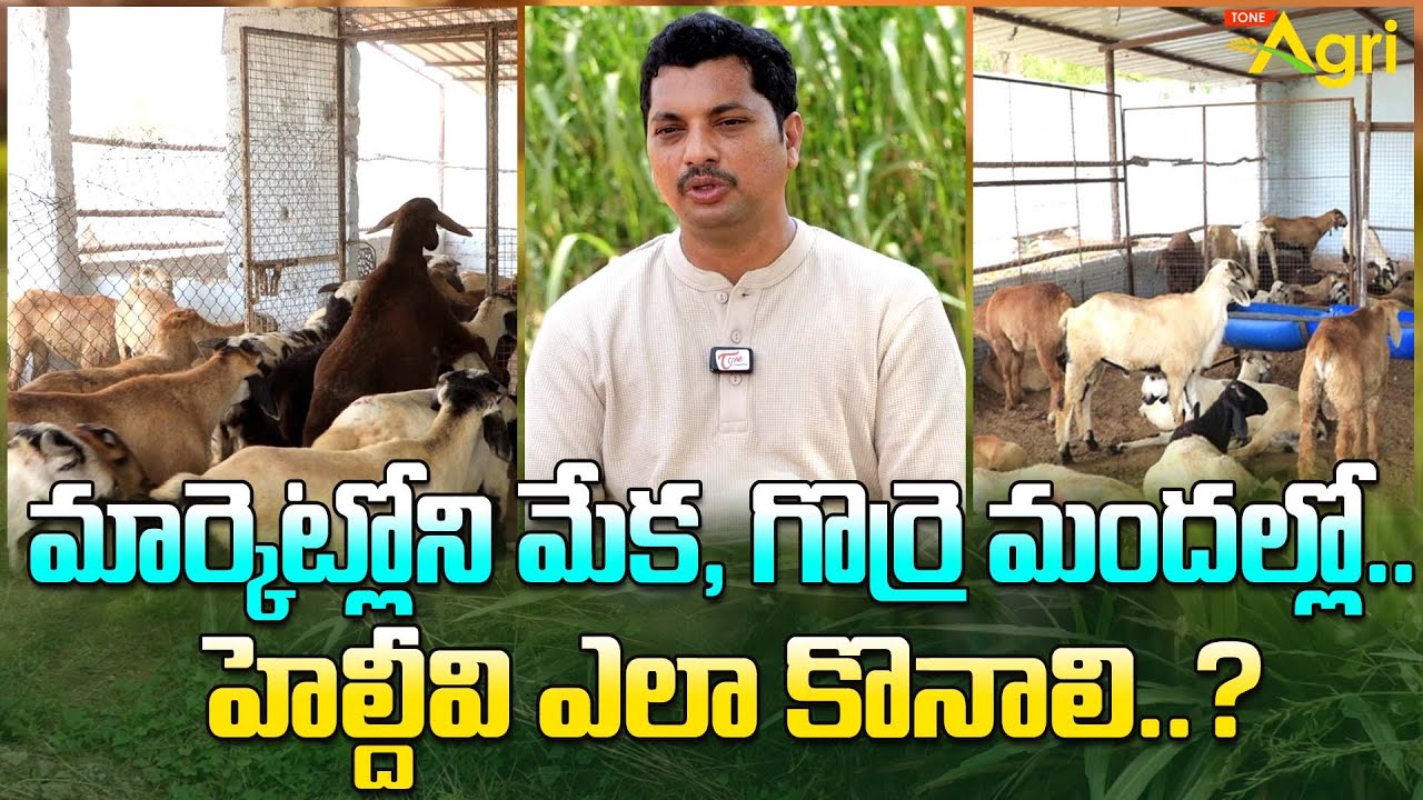 Sheep and Goat Breed Guide | మార్కెట్లోని మేక, గొర్రె మందల్లో.. హెల్దీవి ఎలా కొనాలి..? Tone Agri