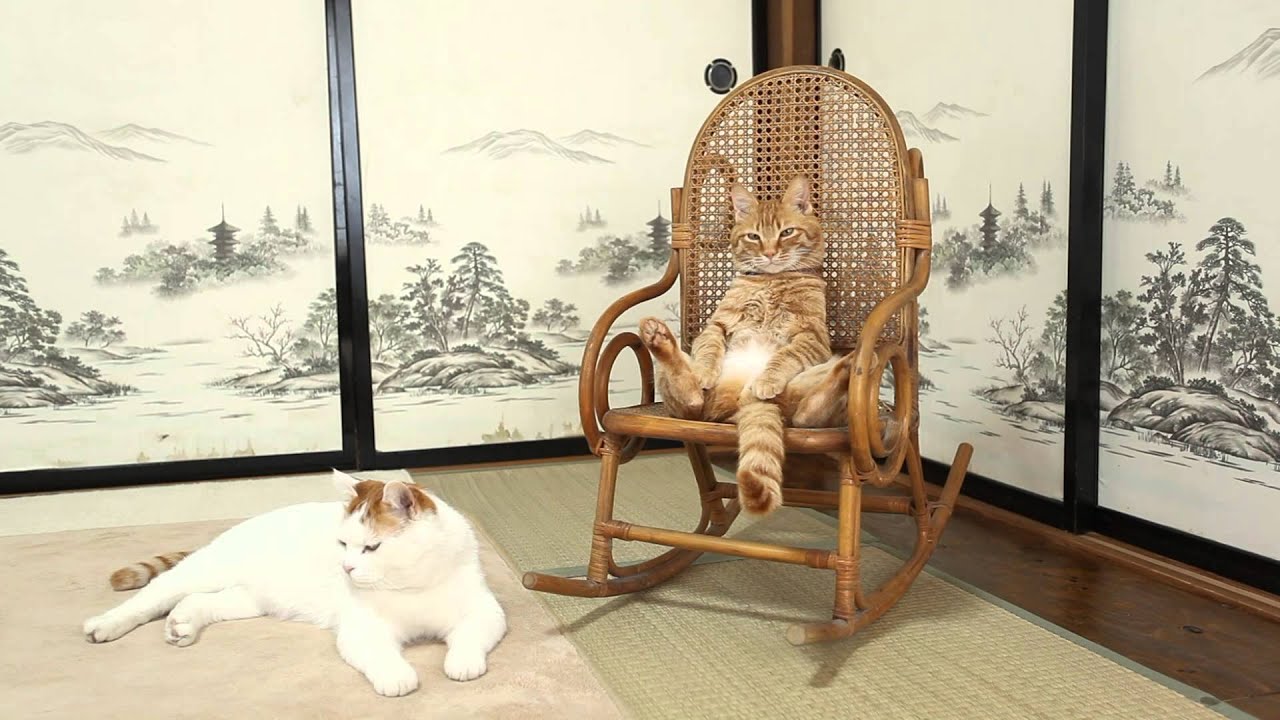 かご猫 x  椅子に座る猫　Cat sitting in a chair 2014#3