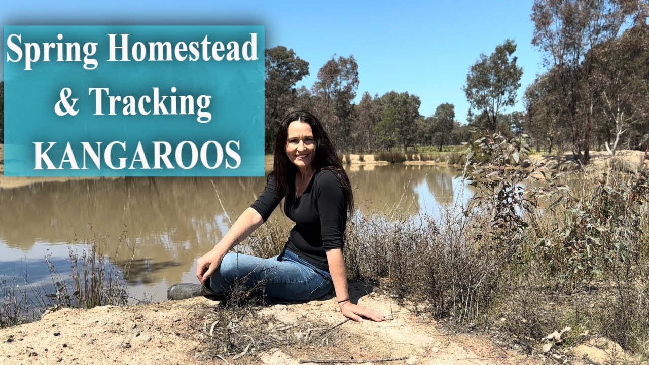 Homesteading In Australia / Tracking Wild Kangaroos in Spring / Seasons Vlog