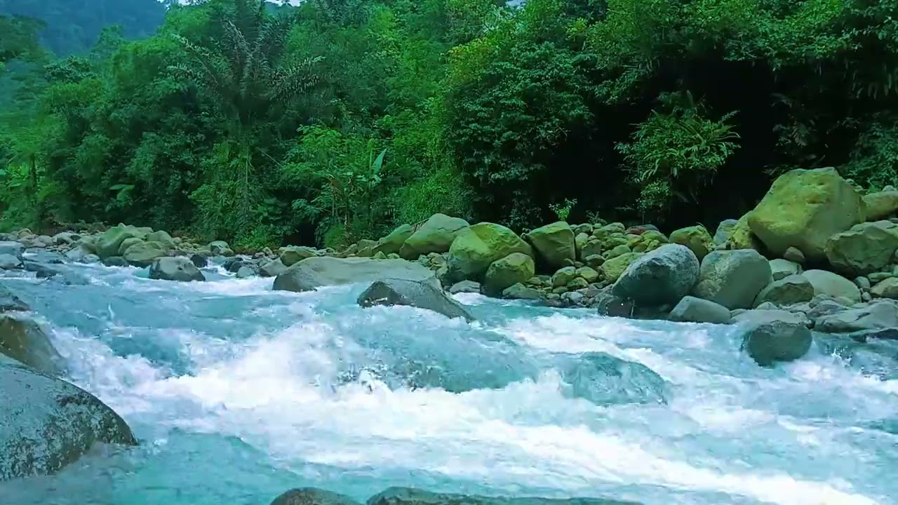 Peaceful Nature Ambience Forest River for Sleep