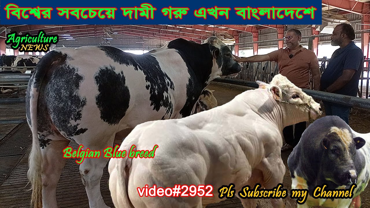 ২০২৪ কুরবানীর সেরা আকর্ষন বেলজিয়ান ব্লু গরু | Belgian blue | Dutch dairy | biggest bull in bd