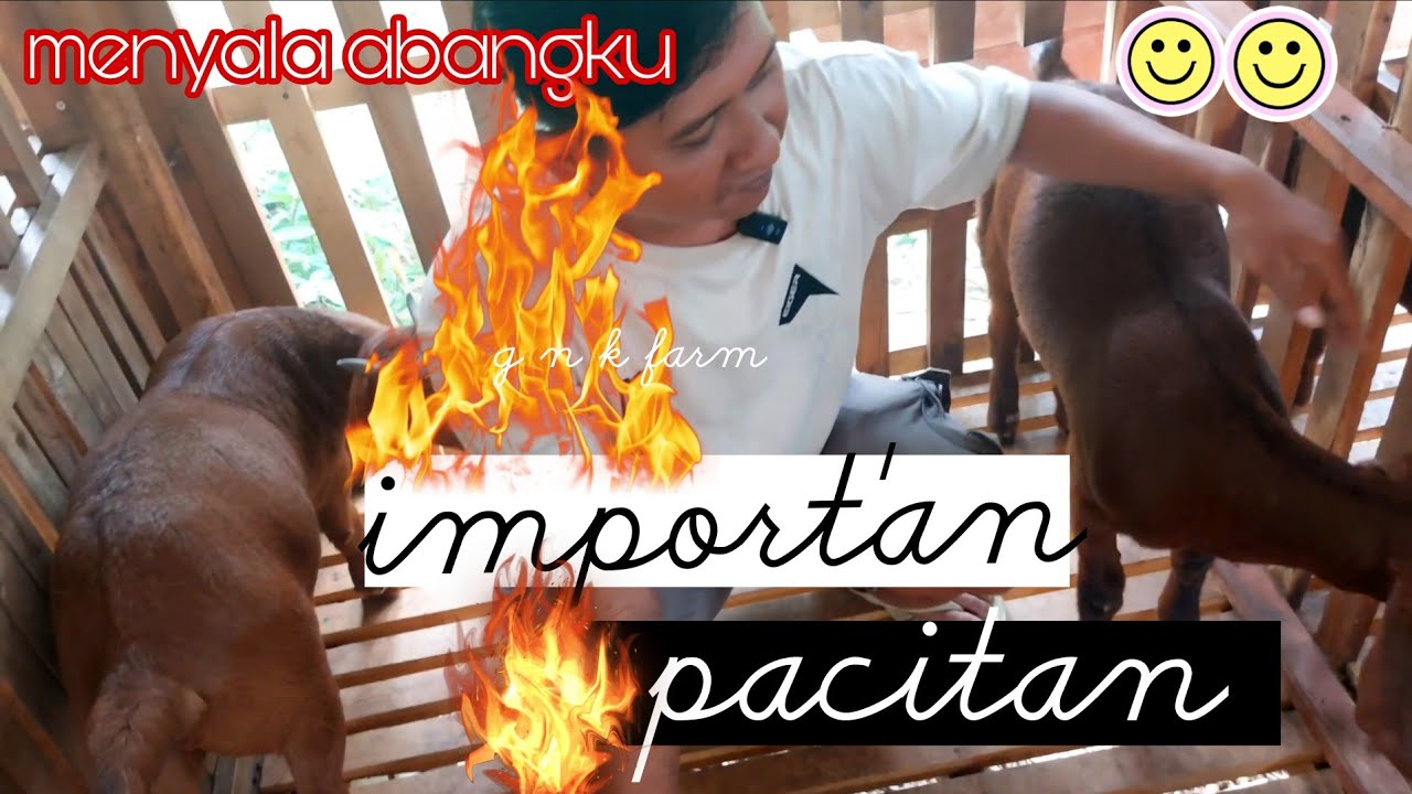 Saya pikir red boer import, ternyata import pacitan