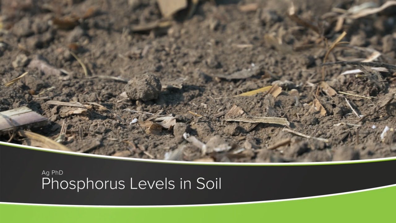 Phosphorus Levels In Soil (From Ag PhD Show #1178 - Air Date 11-1-20)