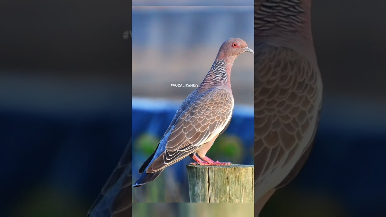 VOCALIZA&Ccedil;&Atilde;O DA ASA BRANCA, leg&iacute;tima mineira, pomba carij&oacute;, pomba verdadeira #short #shorts