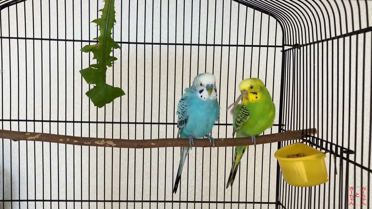 我が家のインコ　おーちゃんときーちゃん(195その1)　しっぽを踏んじゃうインコ。