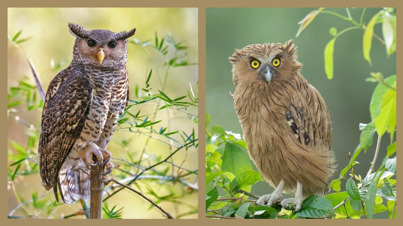 7 OWLS FOUND ONLY IN INDIA [hindi]