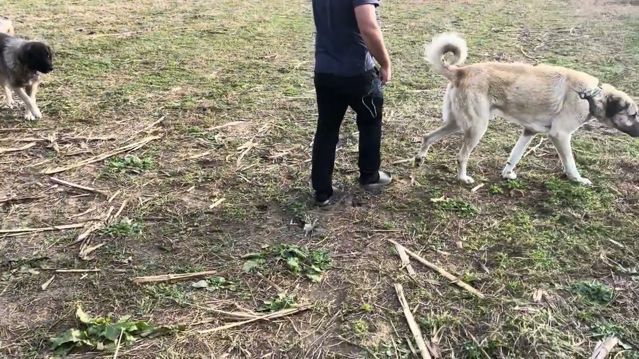SOKAKTA DEV KANGAL BULDUM~ AÇ VE TEK GÖZÜ KÖR 