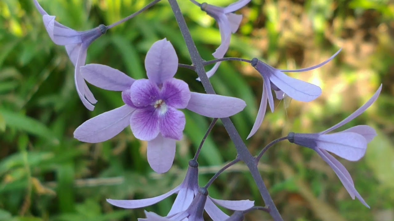 Flor de S&atilde;o Miguel (Petrea Volubilis)🍃🍃