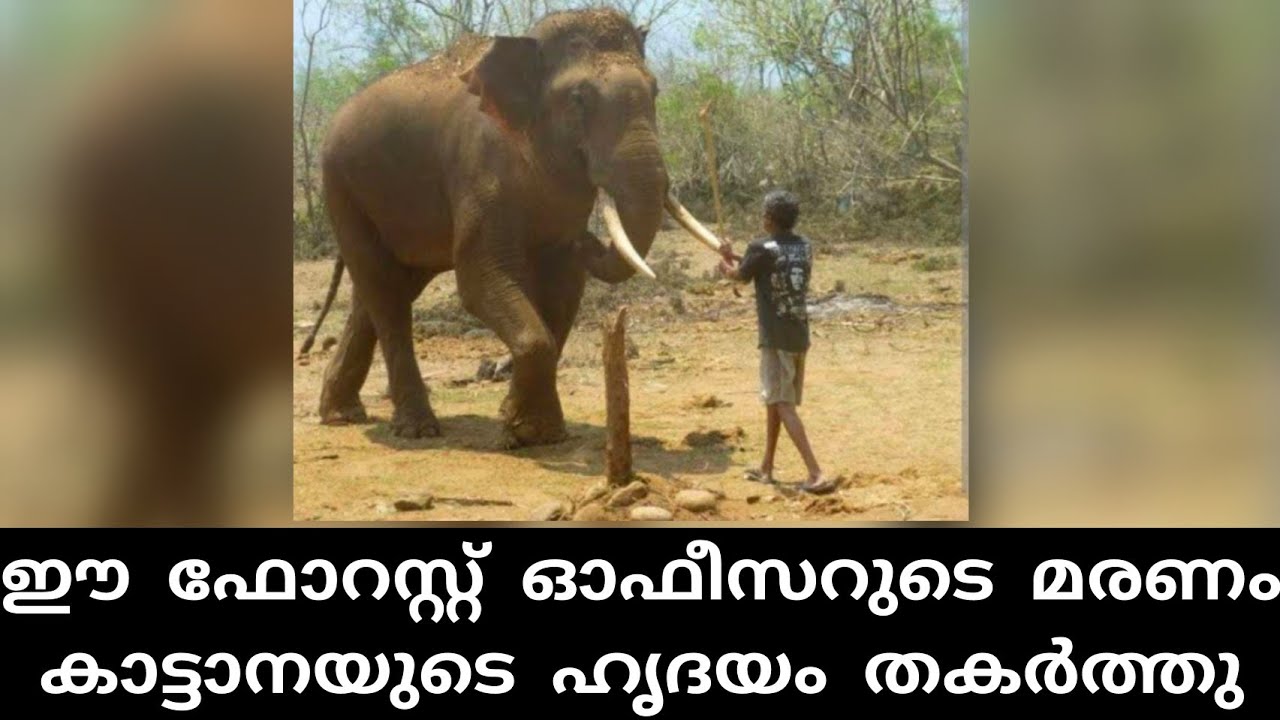 പഴം കൊടുത്ത് കൂട്ടിലാക്കിയ ലോകത്തിലെ ആദ്യത്തെ കാട്ടാന ഇവനാണ് | elephant attack kerala