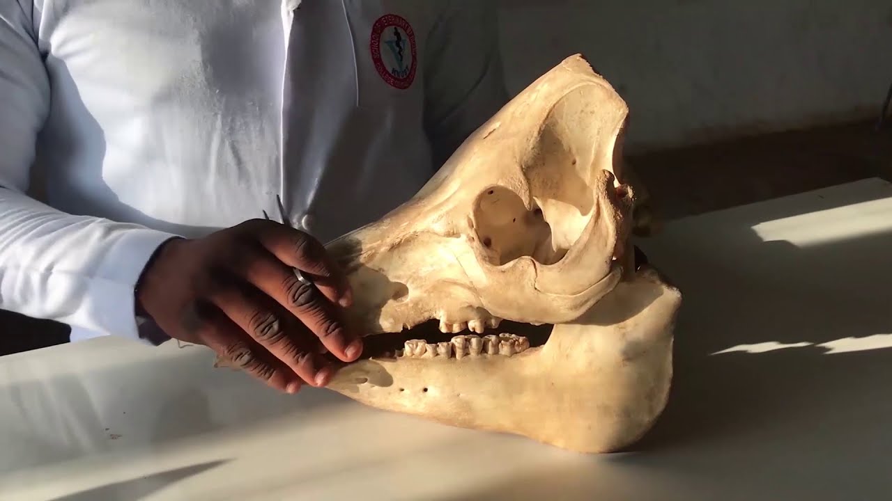Bones of the animal skull - vet anatomy
