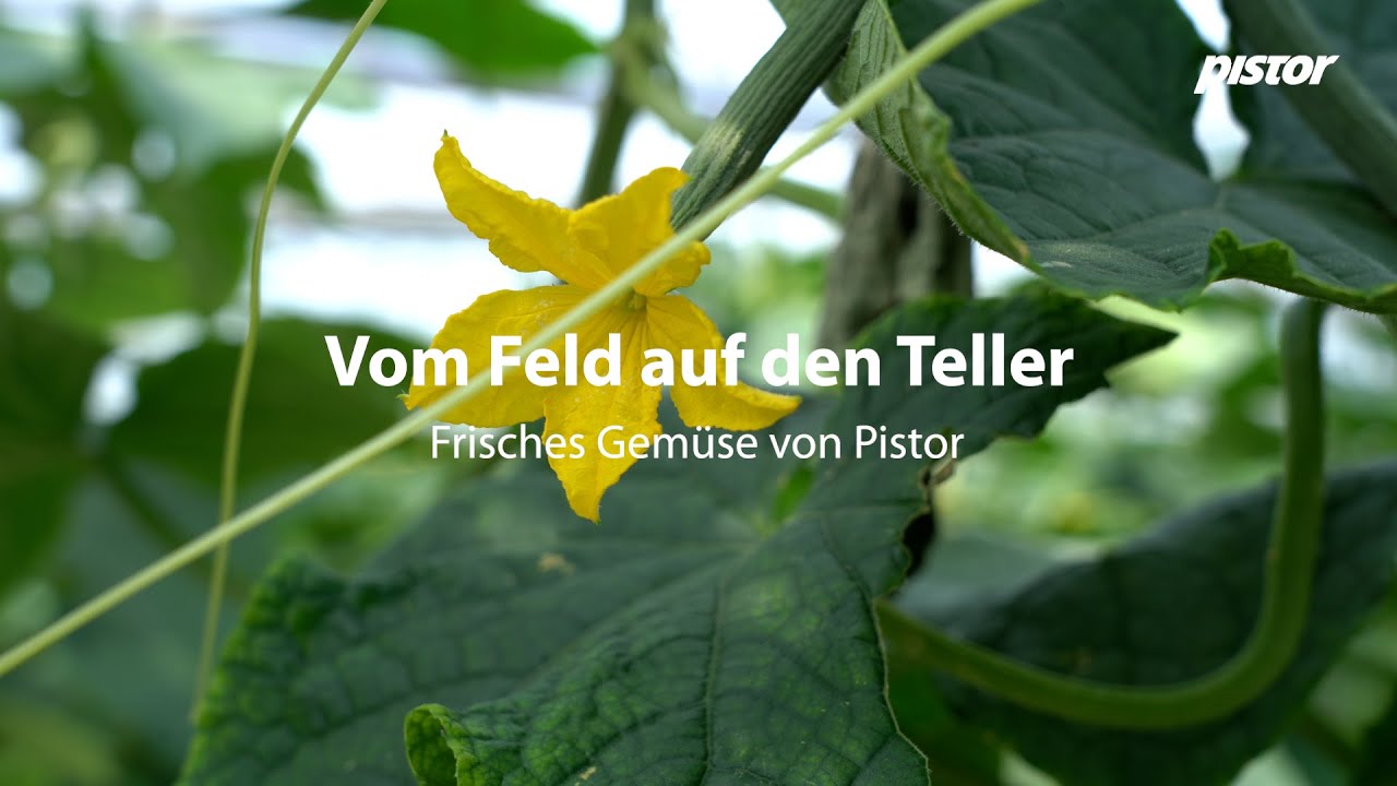 Vom Feld auf den Teller | Frisches Gemüse von Pistor
