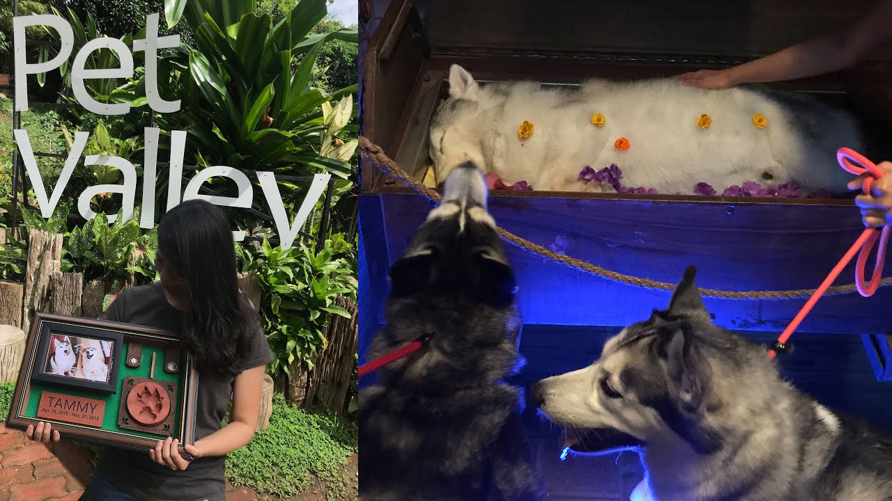 PET CREMATION STORY | PET VALLEY PARK AND CREMATORY