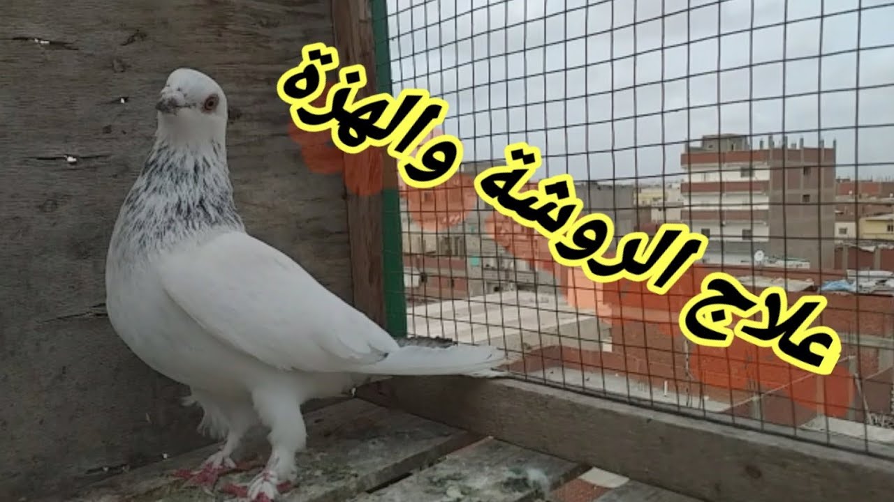 علاج الروشة والهزة بالتفصيل الممل 🤣#تربوووالغيةالمصرية