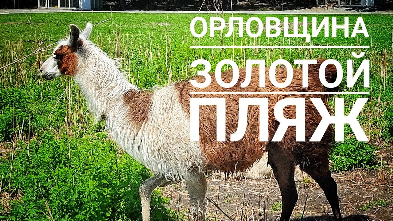 Орловщина Золотой пляж 2024