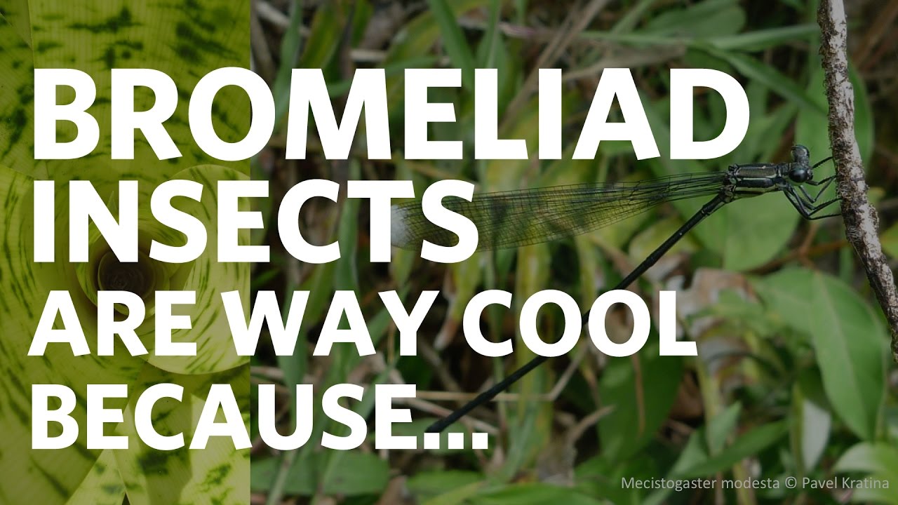 Bromeliad insects are way cool because...