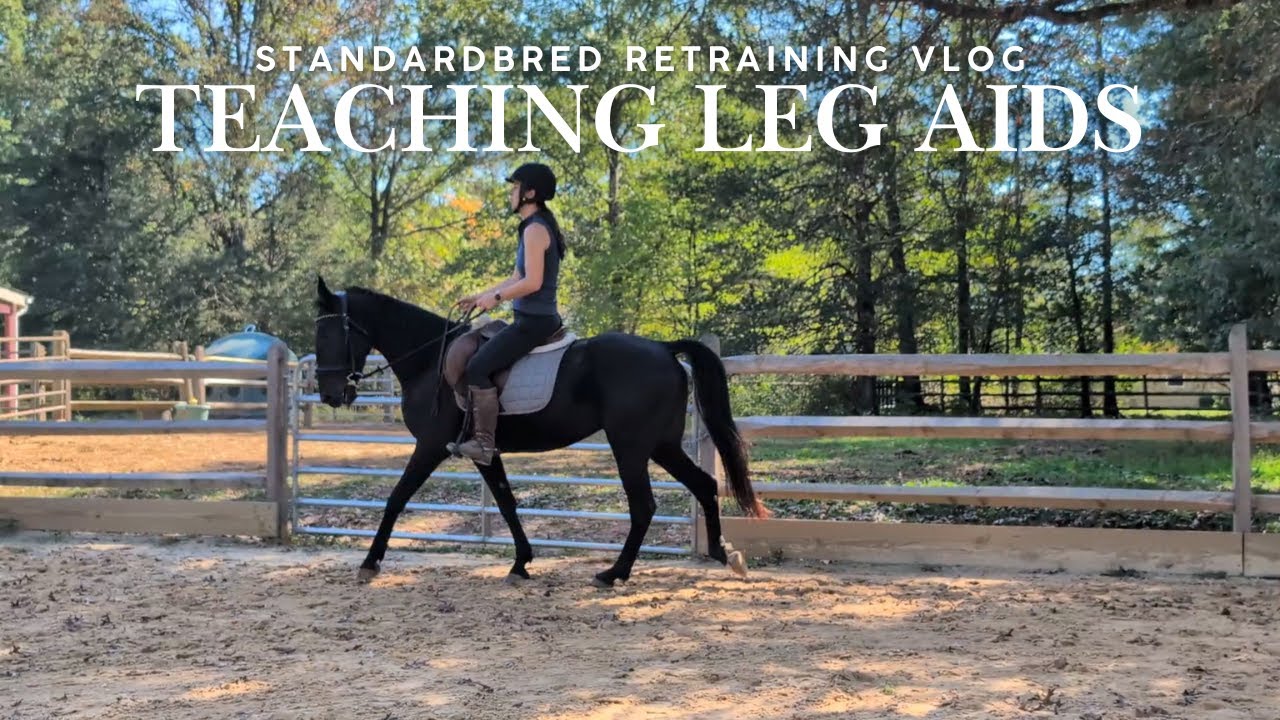 Standardbred Retraining Vlog: Teaching the leg aids
