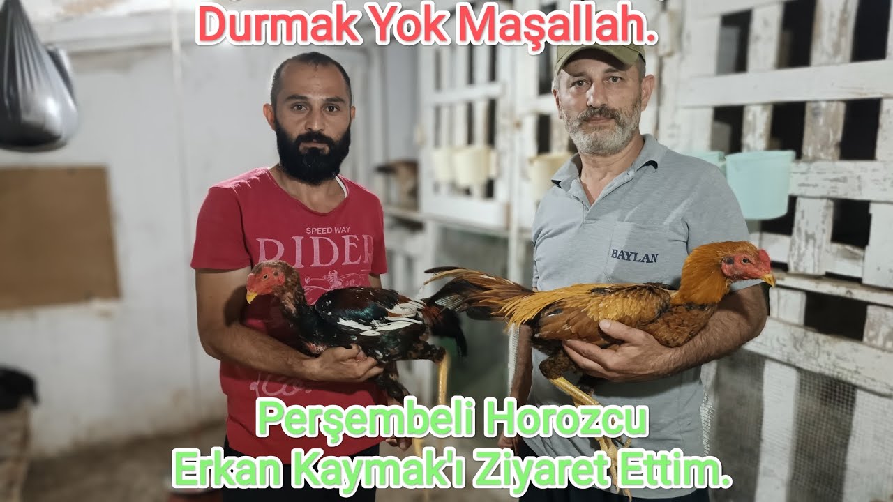Yıl Boyunca Üretime Devam Ediyor Maşallah.Perşembeli Horozcu Erkan Kaymak'ı Ziyaret Ettim.