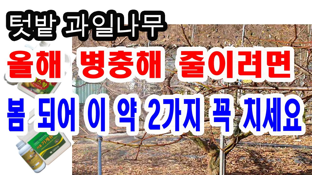 텃밭과일나무, 올해 병충해 줄이려면 봄 되어 이 약 2가지 꼭 치세요-과일나무 병충해 밀도를 줄이려면 조기방제가 최선. 기계유유제, 석회유황합제란? 그리고 치는시기, 치는 방법