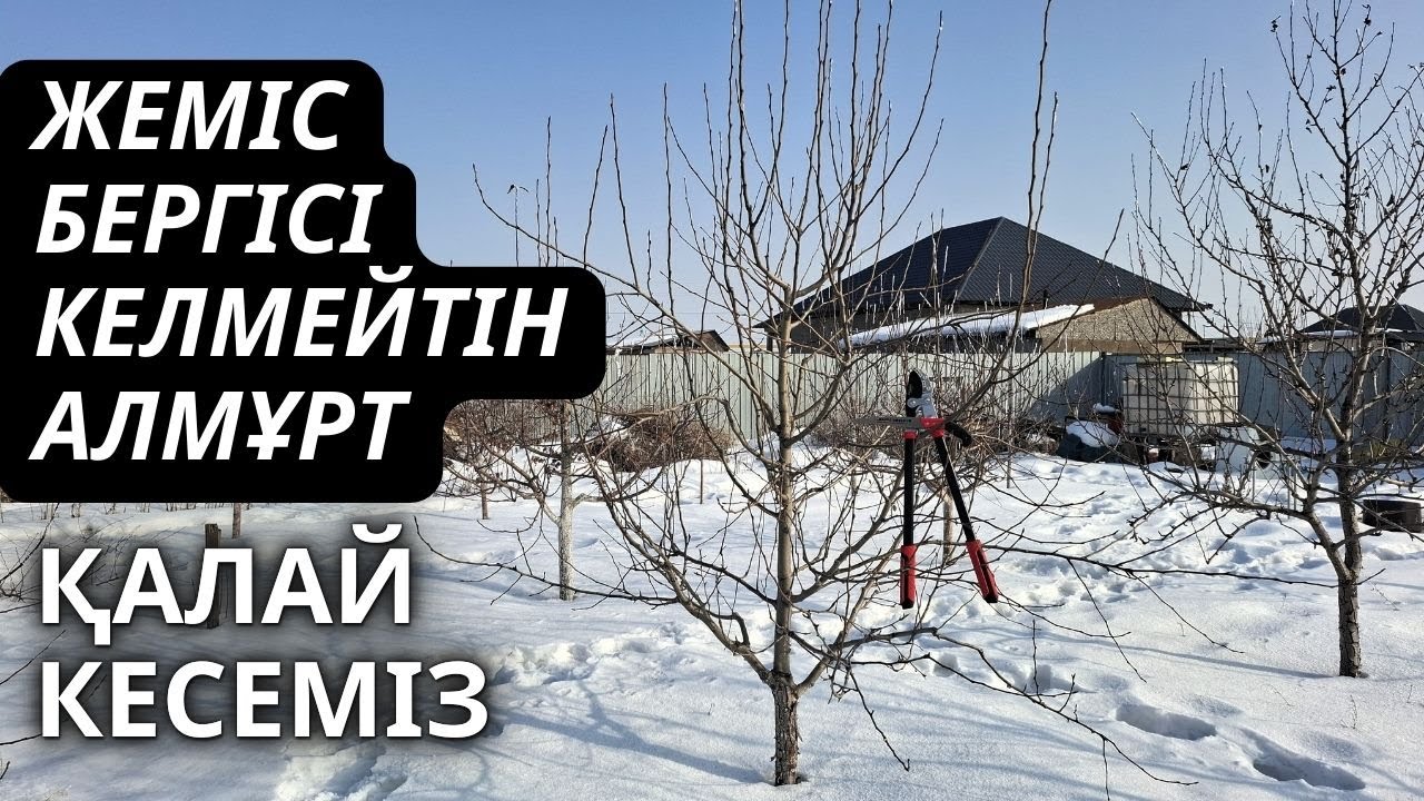 ОРТА БОЙЛЫ АЛМҰРТ АҒАШЫН КЕСУ, жеміске кіргізу жолдары