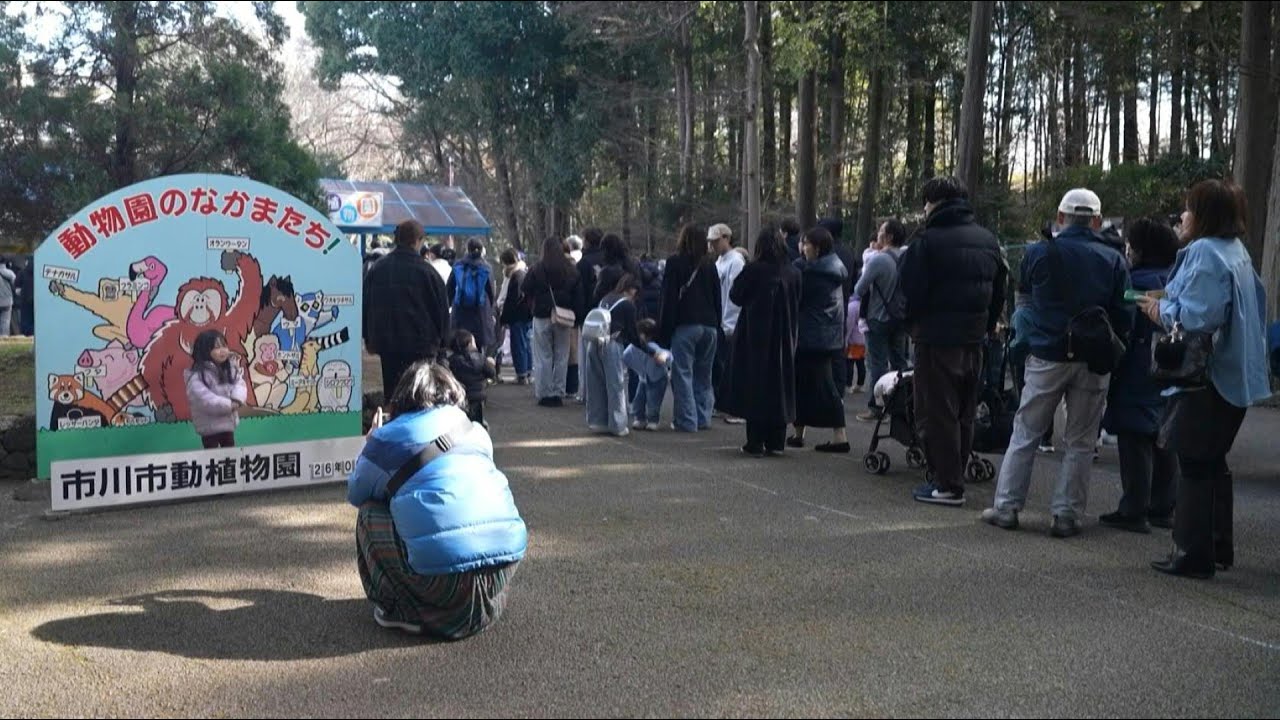 Decenas de japoneses acuden al zoológico para ver al pequeño mono Punch | AFP