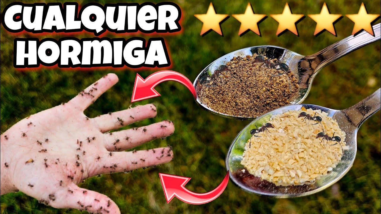 Esto es 1000 Veces + POTENTE para Eliminar hormigas que otros remedios caseros! Plantas y jardín