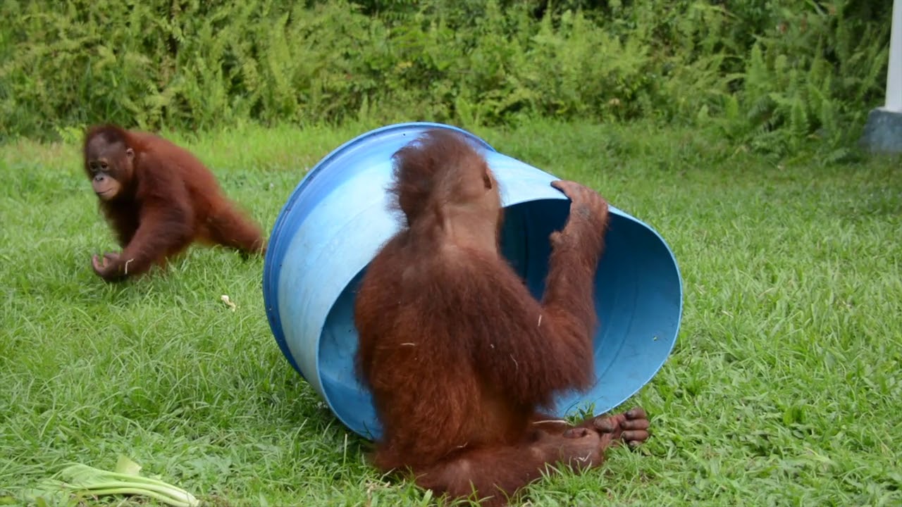 Orangutan Wild Streaming Episode 3 - Playtime
